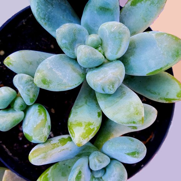 Graptosedum Succulent, Live Terrarium Fairy Garden plant, Blue Giant, Sedeveria